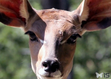 Yeux de Steenbok (antilope)